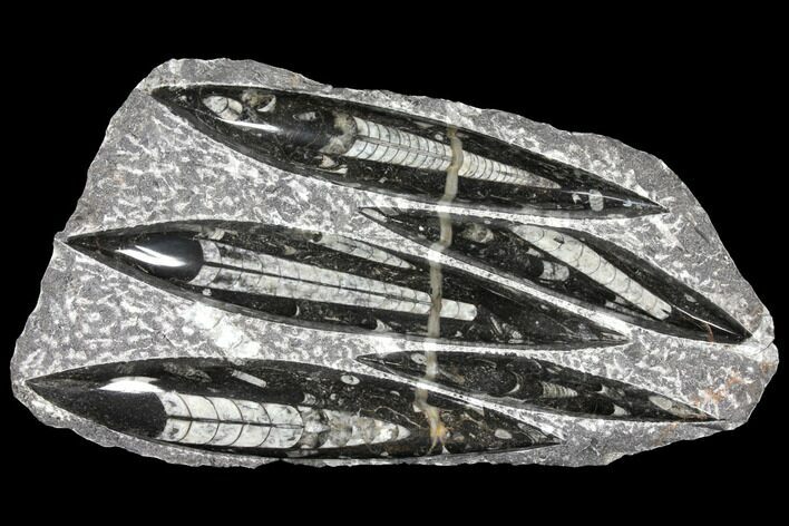 Polished Fossil Orthoceras (Cephalopod) Plate - Morocco #127719